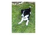JACK RUSSELL - BORDER COLLIE KIRMASI ZEKİ YAVRU DİŞİ - 3