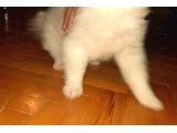 3 aylık dişi pomeranian - Pomeranian Boo