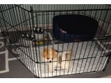 3 aylık dişi pomeranian - 3