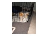 3 aylık dişi pomeranian - 2