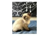 Birbirinden Güzel British Shorthair Bebeklerimiz - 2