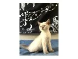 Birbirinden Güzel British Shorthair Bebeklerimiz - 3