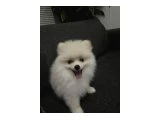 Görüşülür - Pomeranian Boo