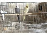 Çift sultan papağanı - 2