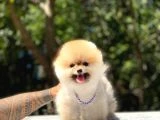 Pomeranian Yavrularımız