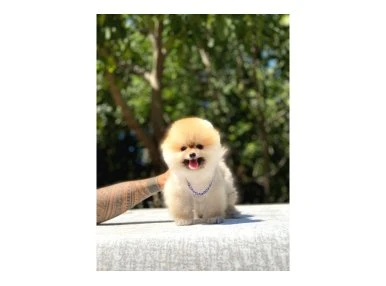 Pomeranian Yavrularımız