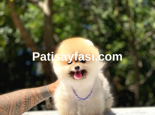 Pomeranian Yavrularımız