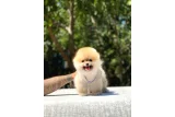 Pomeranian Yavrularımız - Pomeranian Boo