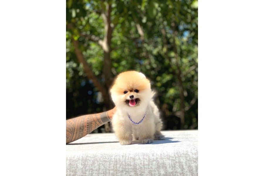Pomeranian Yavrularımız