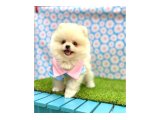 Pomeranian Yavrularımız - 3