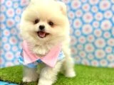 Pomeranian Yavrularımız - 3