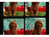 ERKEK TOYPOODLE - 1