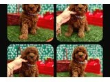 ERKEK TOYPOODLE - 2