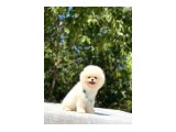 Pomeranian Yavrularımız - 2