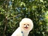 Pomeranian Yavrularımız - 2