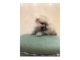 Güzel yüzlü pomeranian Dişimiz çocuğumdan dolayı veriyorum - 2
