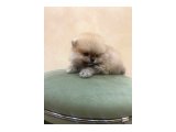 Güzel yüzlü pomeranian Dişimiz çocuğumdan dolayı veriyorum - 3