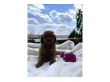 Kore kanı sevimli bebekler - Köpek
