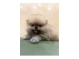 Güzel yüzlü pomeranian Dişimiz çocuğumdan dolayı veriyorum - Pomeranian Boo