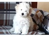 Erkek maltese terrier yavrusu 3 aylık - Köpek