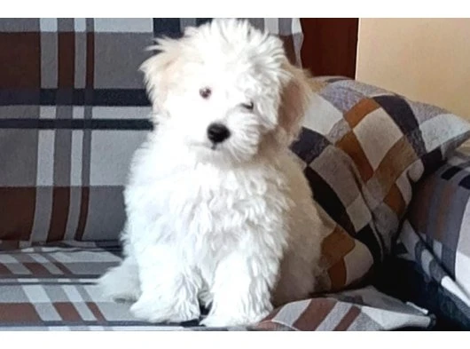 Erkek maltese terrier yavrusu 3 aylık