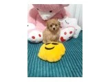 3 aylık erkek maltipoo