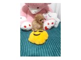 3 aylık erkek maltipoo - 3