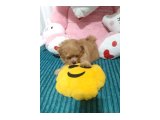 3 aylık erkek maltipoo - 2
