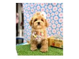 En tatlı Maltipoo yavrularımız ✨ - 3