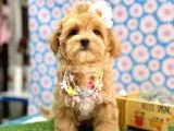 En tatlı Maltipoo yavrularımız ✨ - 3