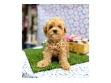 En tatlı Maltipoo yavrularımız ✨ - 6