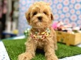 En tatlı Maltipoo yavrularımız ✨ - 6