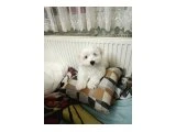 Erkek maltese terrier yavrusu 3 aylık - 3