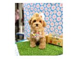 En tatlı Maltipoo yavrularımız ✨ - 4