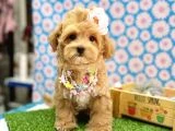 En tatlı Maltipoo yavrularımız ✨ - 4