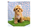 En tatlı Maltipoo yavrularımız ✨ - 2