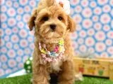 En tatlı Maltipoo yavrularımız ✨ - 2