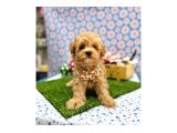 En tatlı Maltipoo yavrularımız ✨ - 5