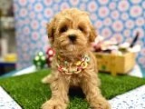 En tatlı Maltipoo yavrularımız ✨ - 5