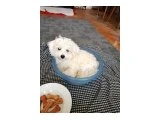 Erkek maltese terrier yavrusu 3 aylık - 2