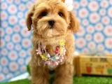 En tatlı Maltipoo yavrularımız ✨