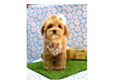 En tatlı Maltipoo yavrularımız ✨