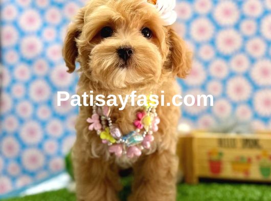 En tatlı Maltipoo yavrularımız ✨