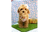En tatlı Maltipoo yavrularımız ✨