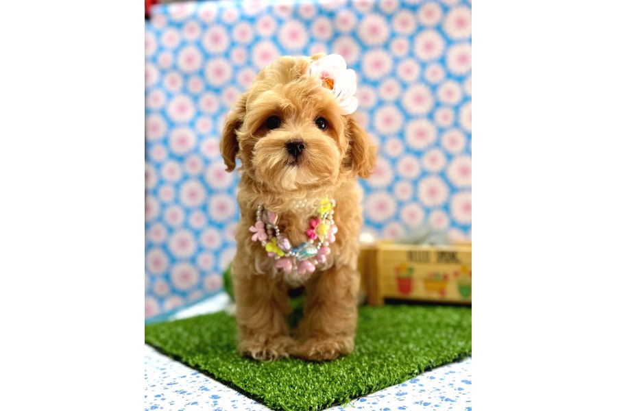 En tatlı Maltipoo yavrularımız ✨