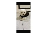 Acil yuva araniyo - Köpek