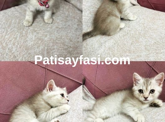 Birbirinden güzel yavrular