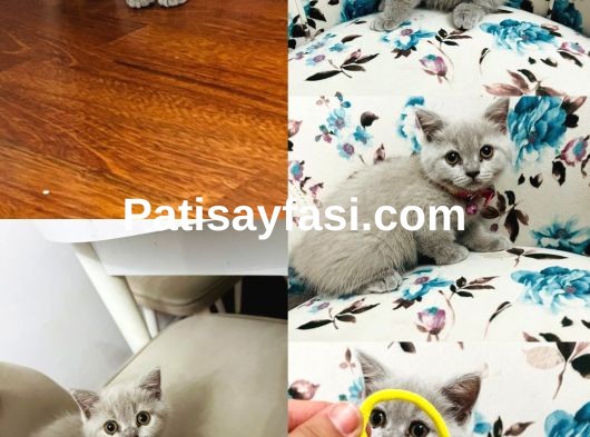 Birbirinden güzel yavrular