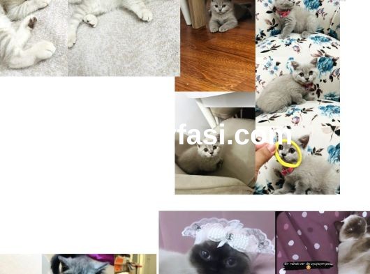 Birbirinden güzel yavrular