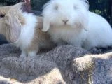 Orijinal Hollanda lop tavşanlarımı sahiplendiriyorum - 1